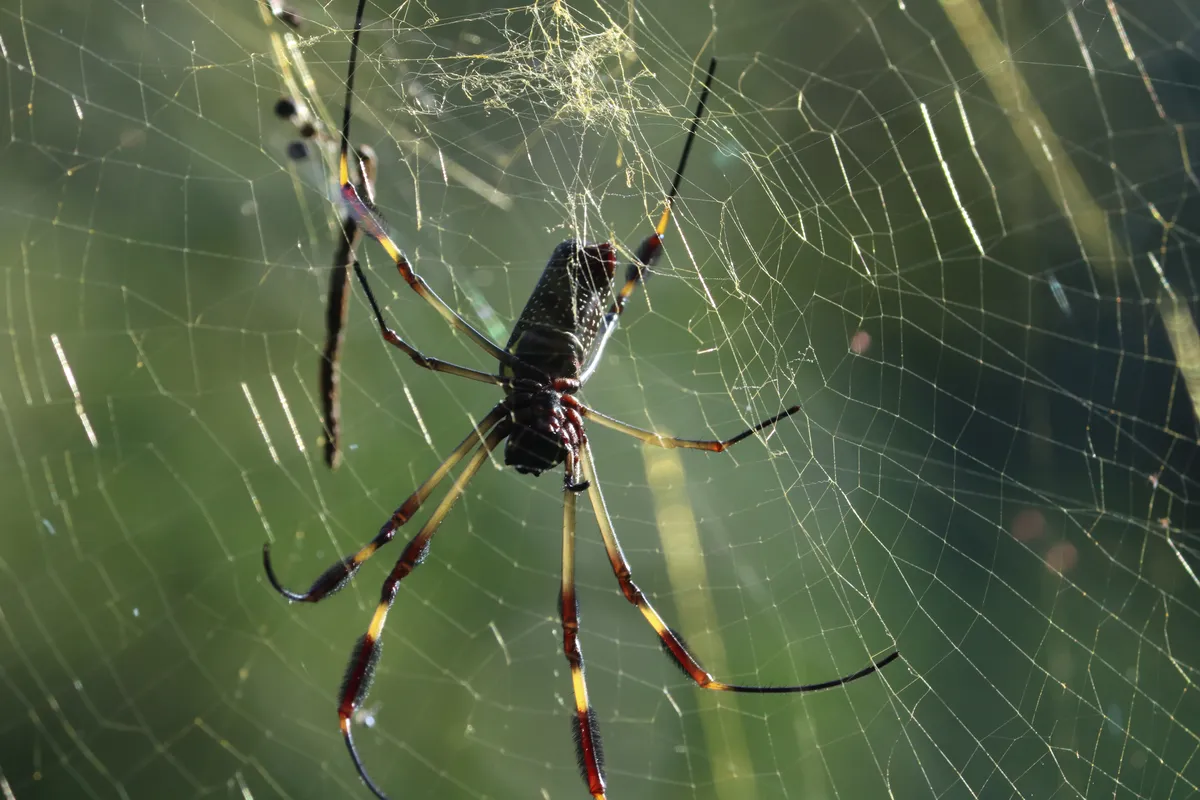 Araña Tejedora de Seda Dorada