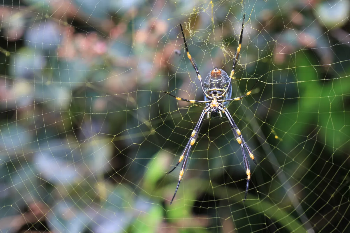 Golden Orb-Weaver Spider
