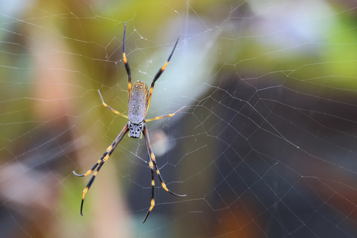 Golden Orb-Weaver Spider