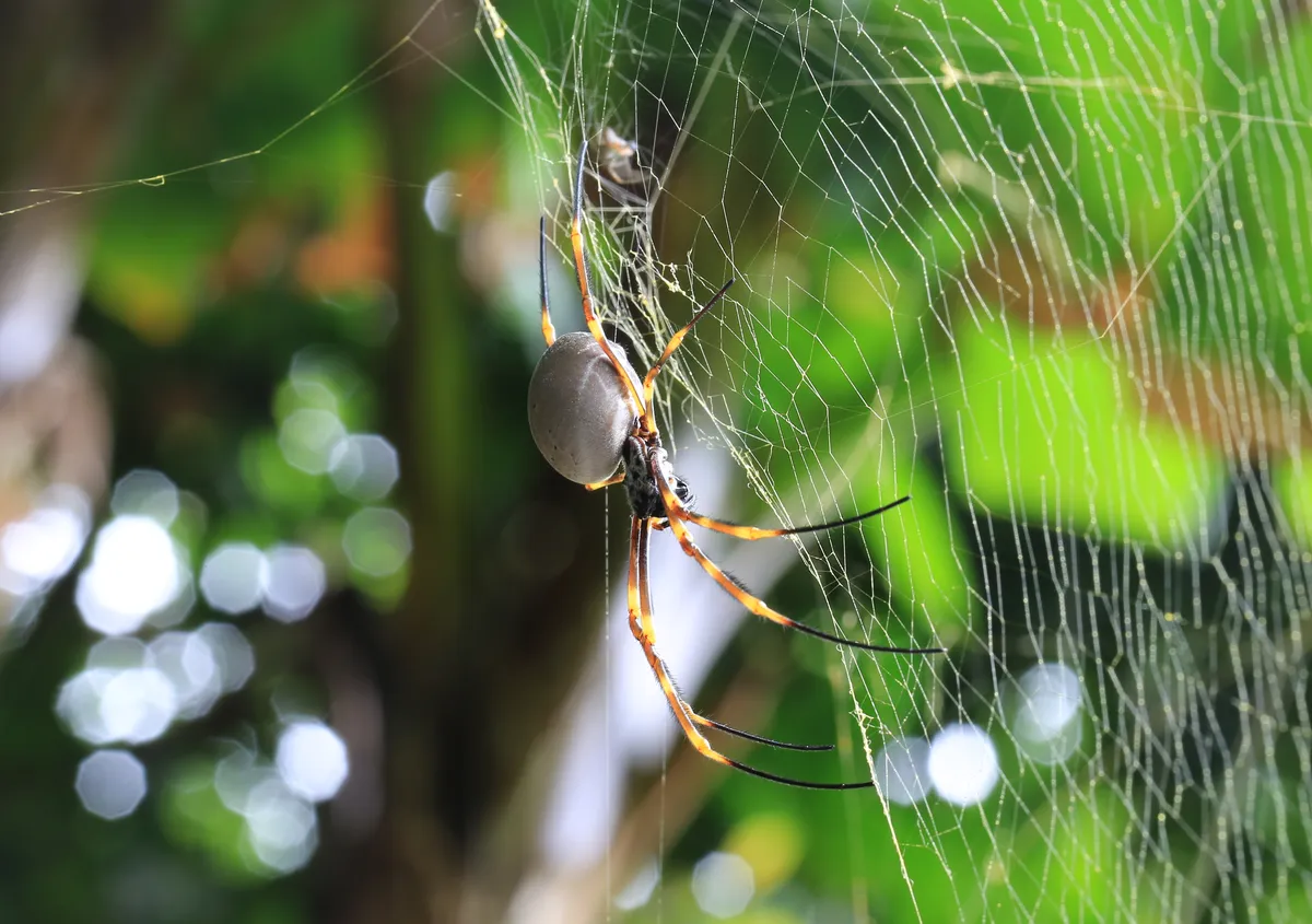 Golden Orb-Weaver Spider