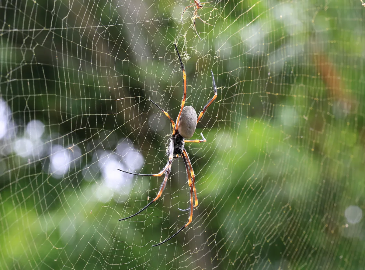 Golden Orb-Weaver Spider