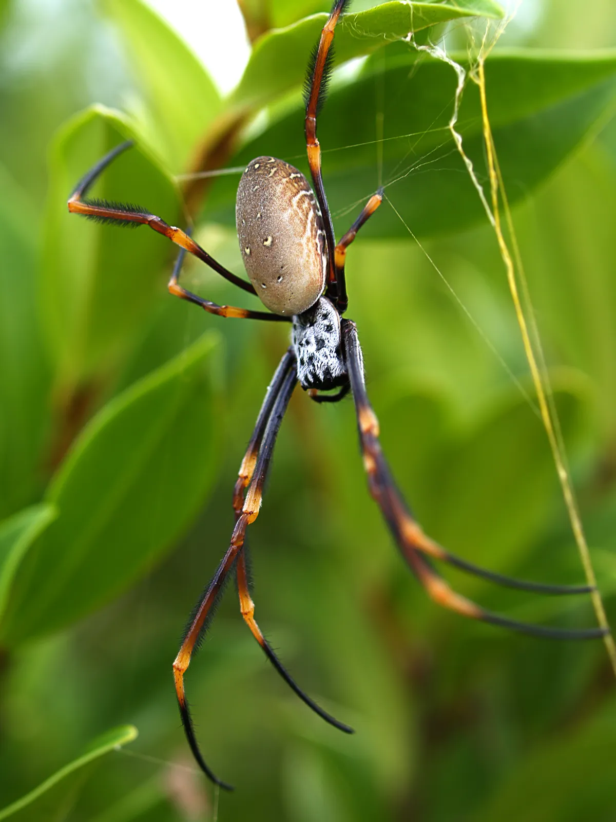 Golden Orb-Weaver Spider