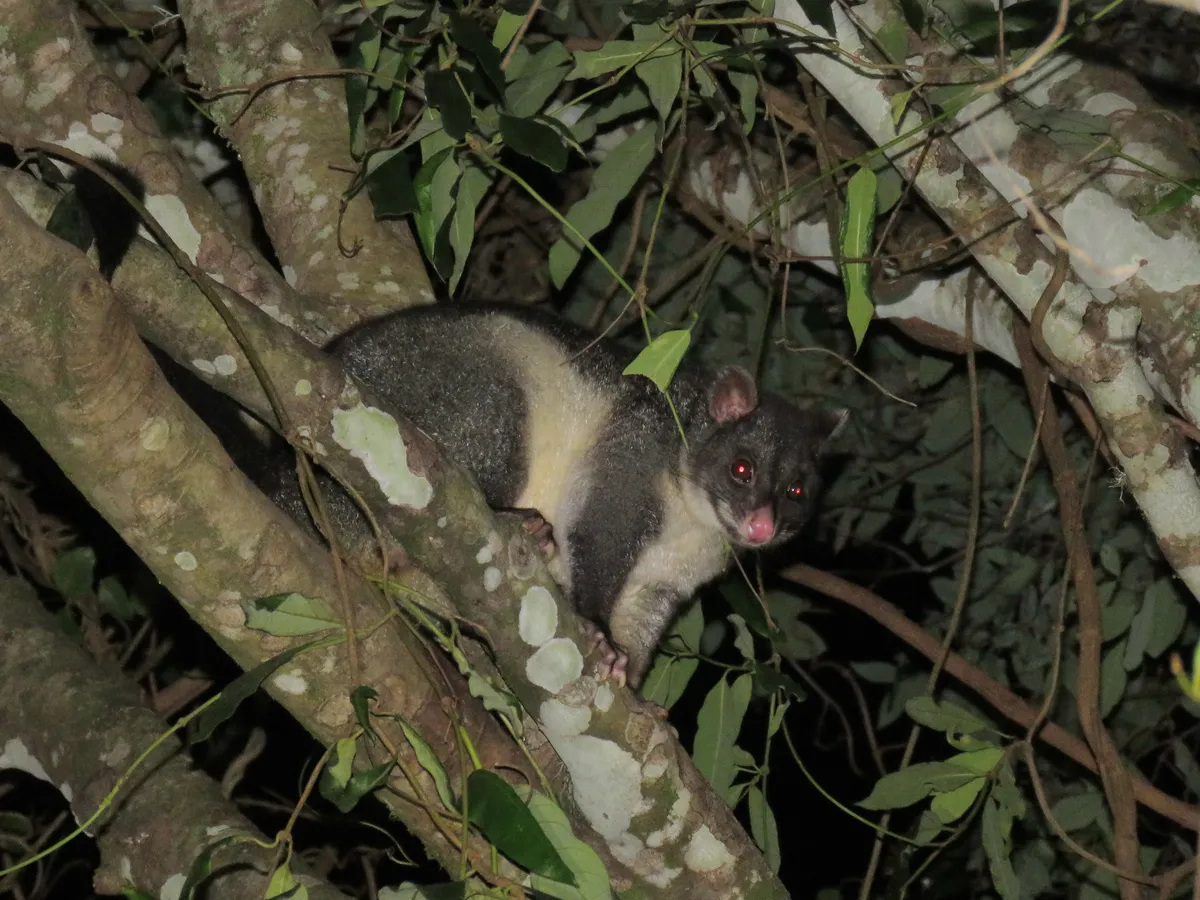 Short-eared Possum