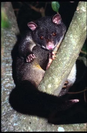 Short-eared Possum