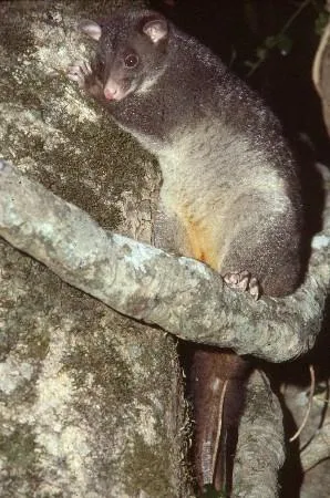 Short-eared Possum