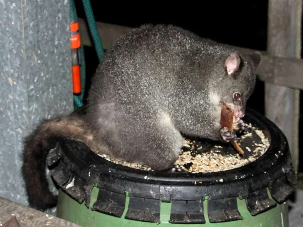 Mountain Brushtail Possum