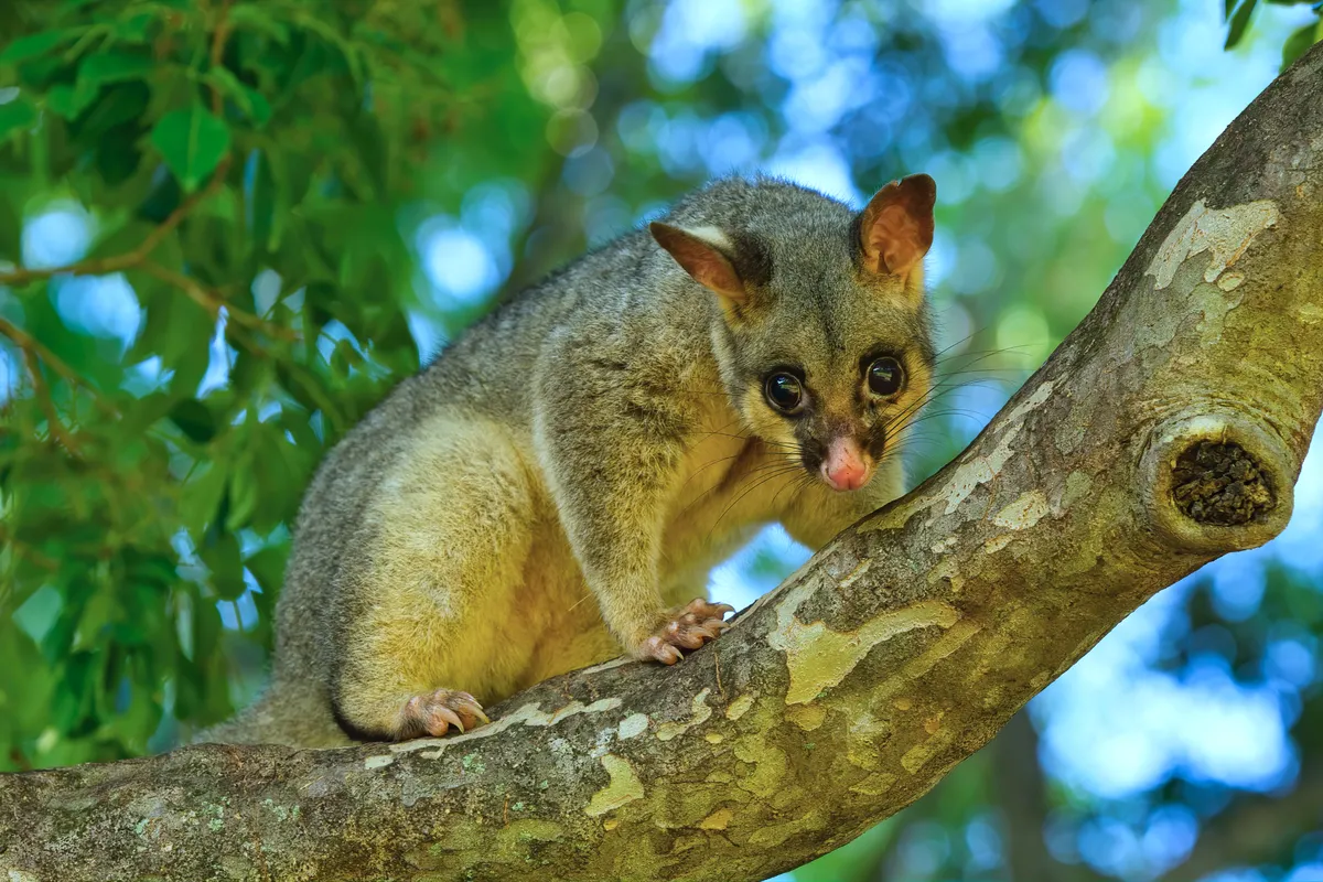 Common Brushtail Possum