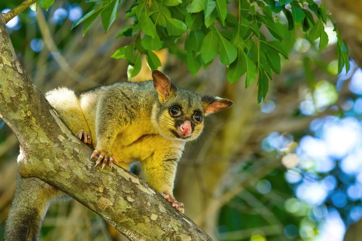 Common Brushtail Possum