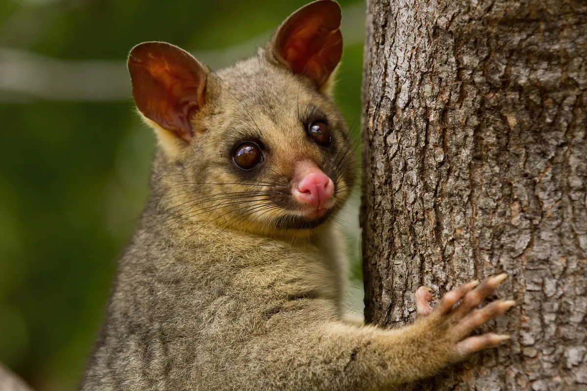 Common Brushtail Possum