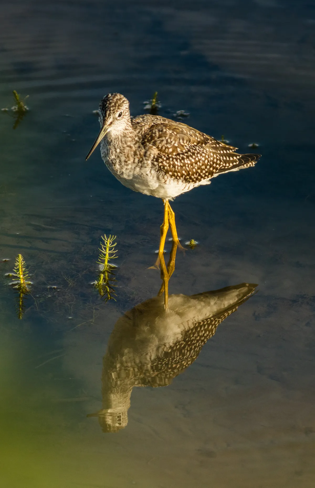 Lesser Yellowlegs