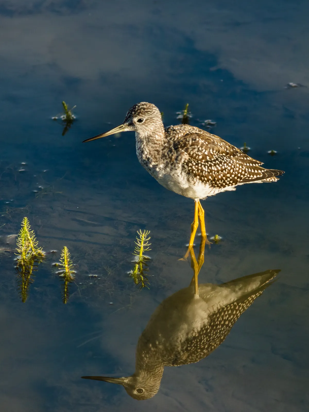Lesser Yellowlegs