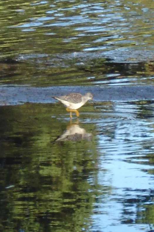 Lesser Yellowlegs