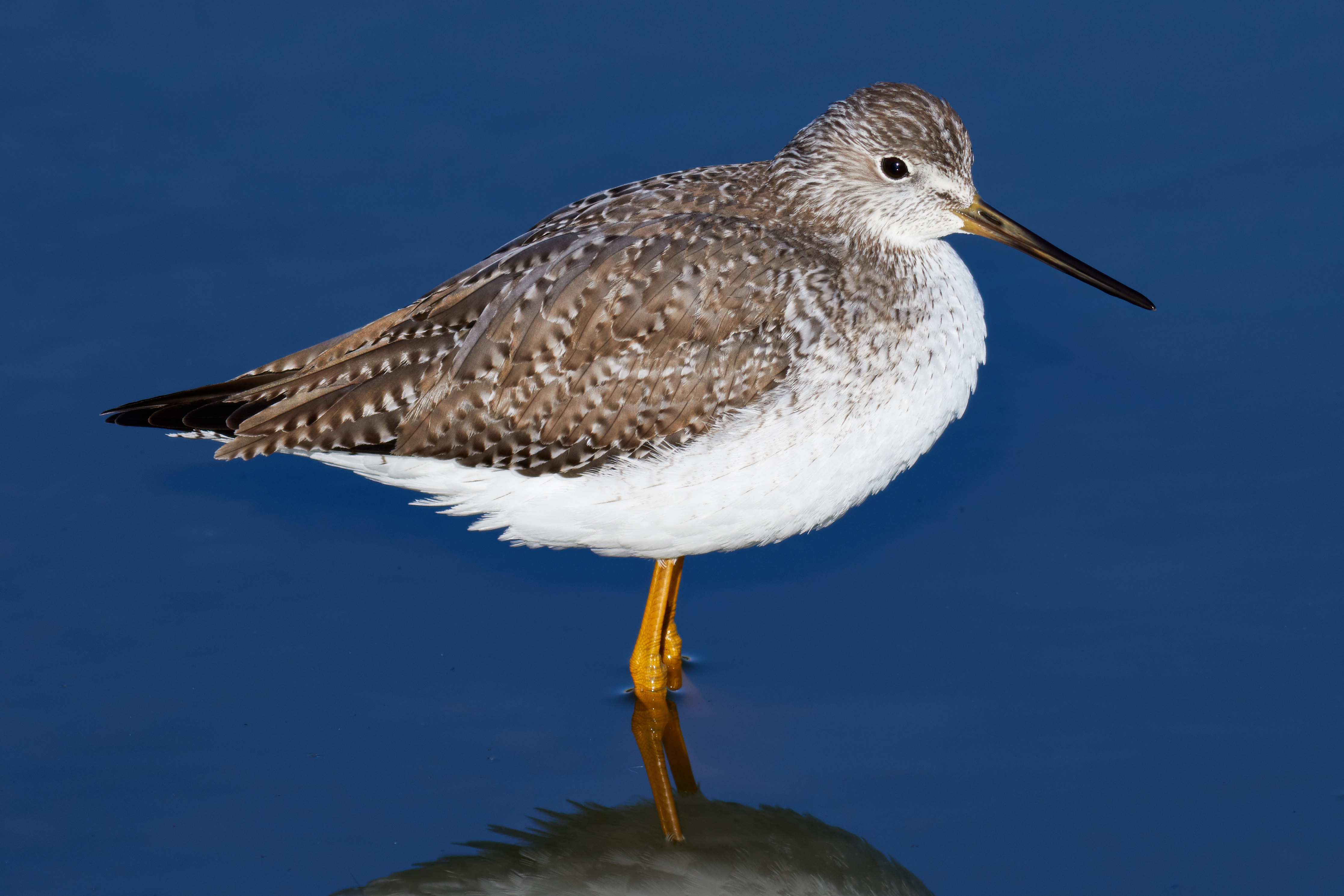 Greater Yellowlegs