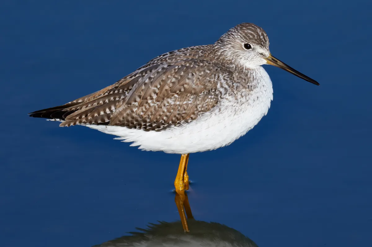 Greater Yellowlegs