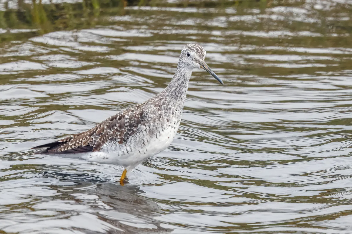 Greater Yellowlegs
