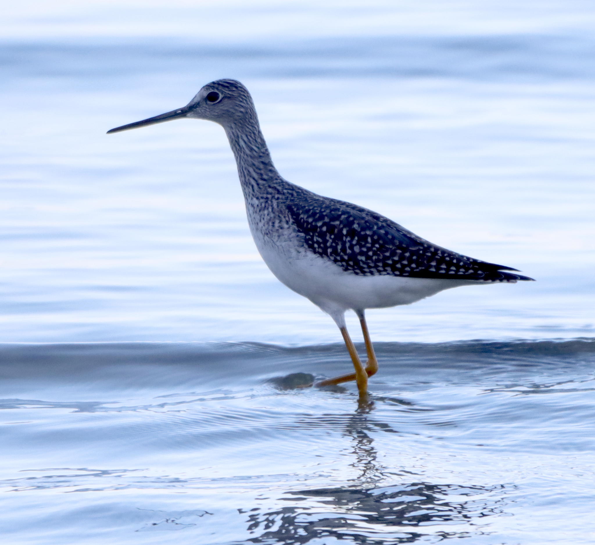 Greater Yellowlegs