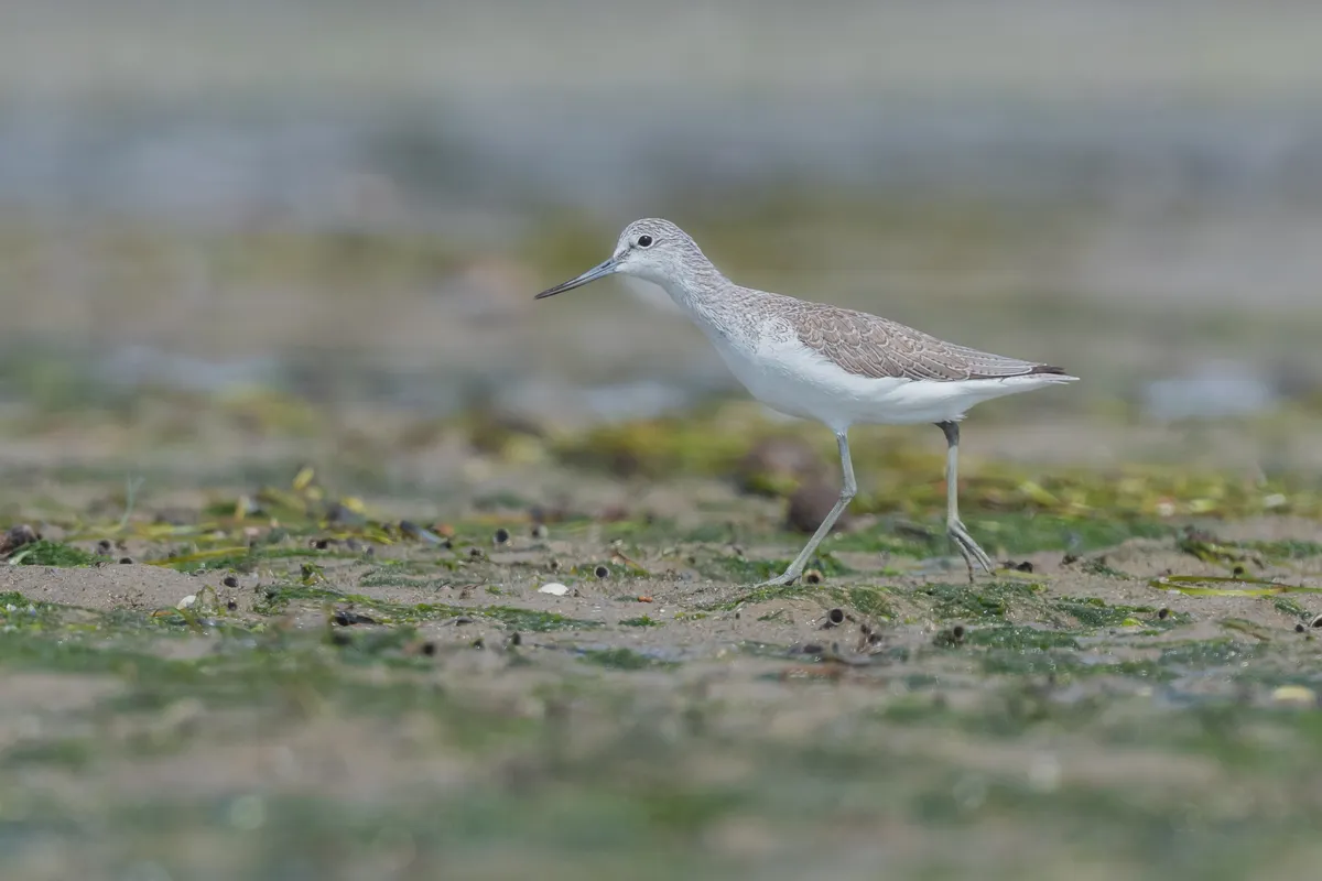 Common Greenshank