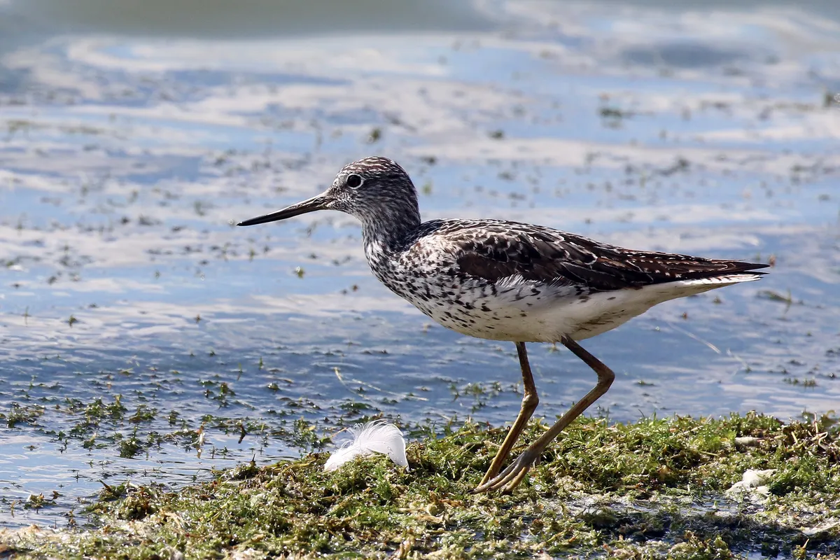 Common Greenshank