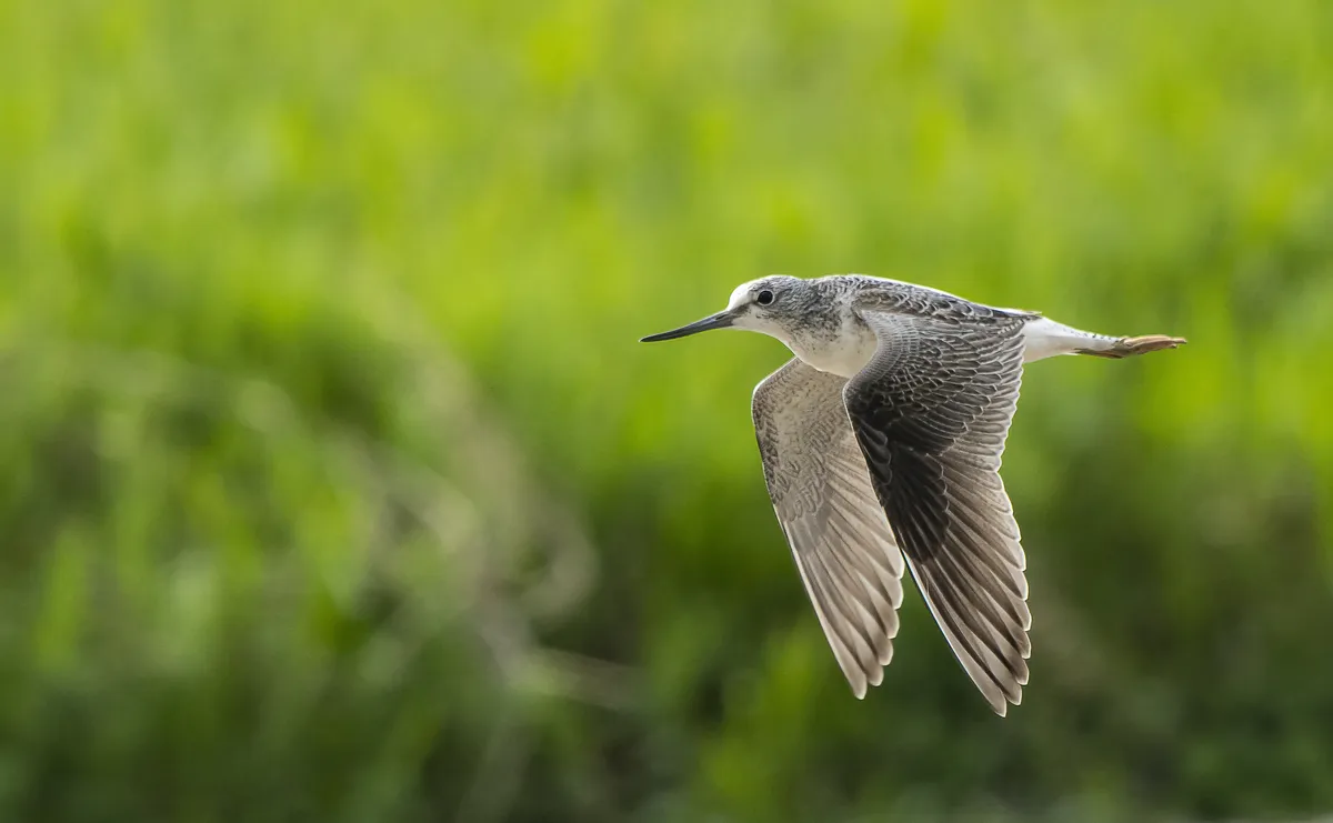 Common Greenshank