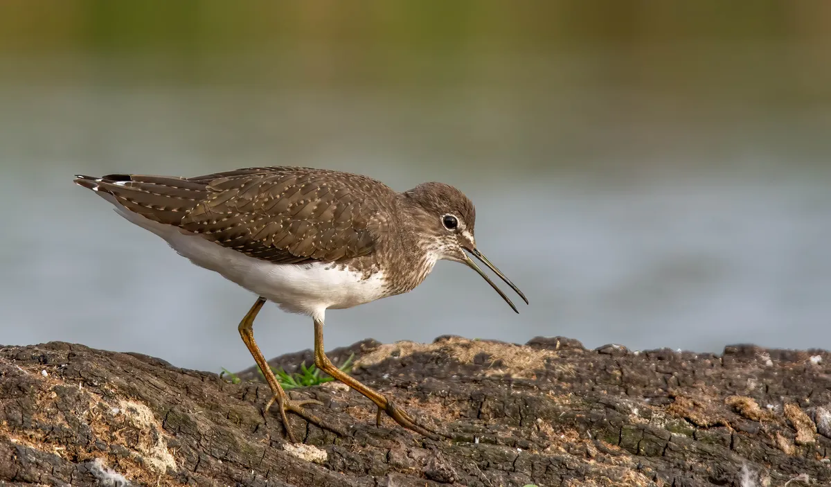 Green Sandpiper