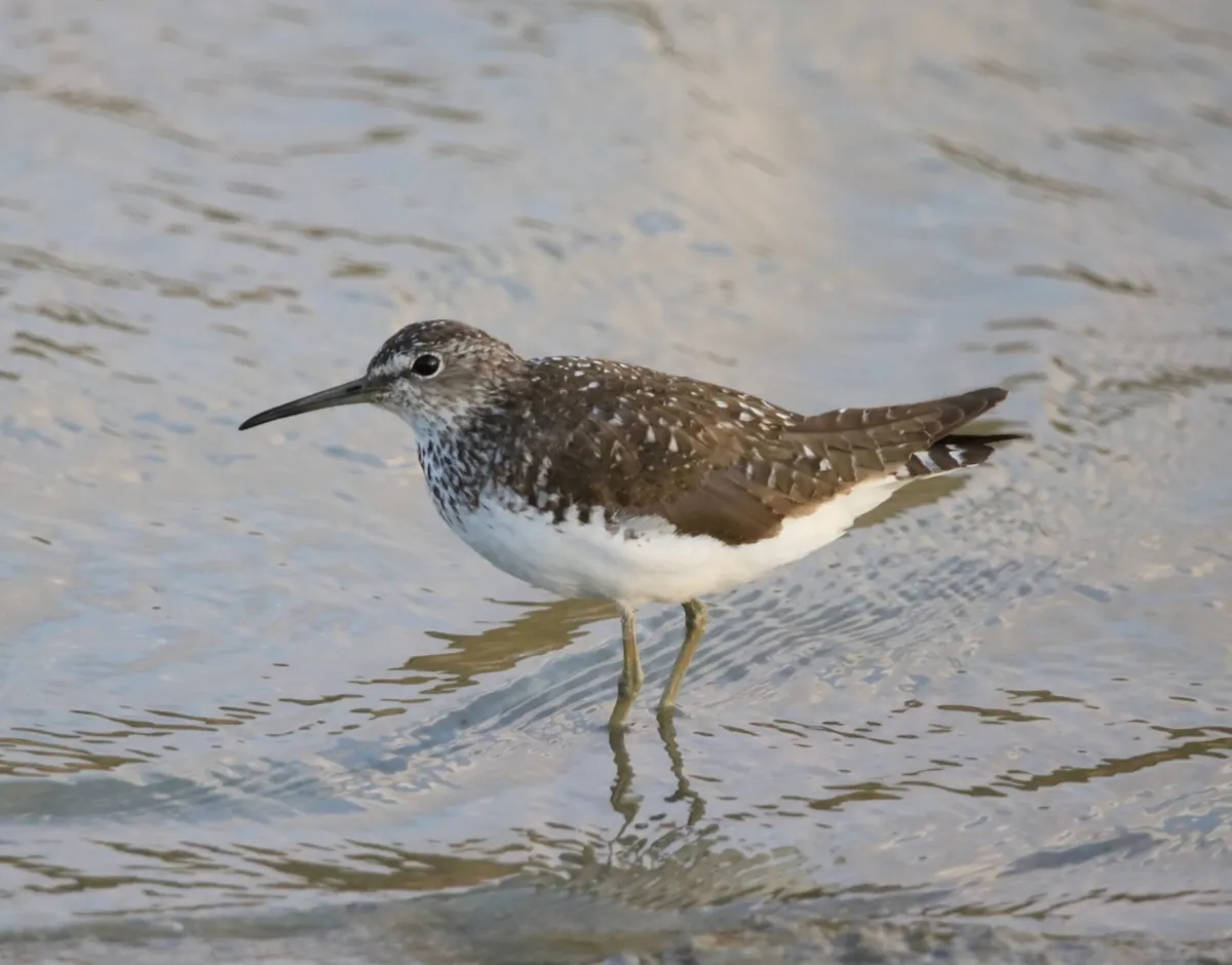 Green Sandpiper