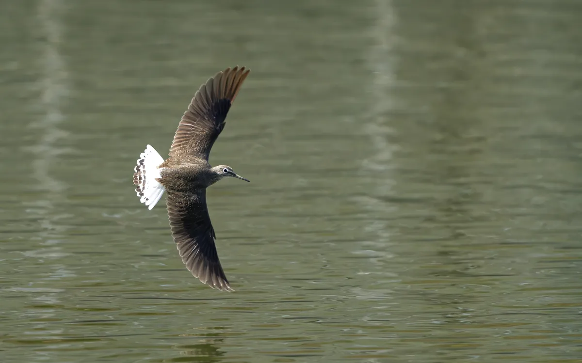 Green Sandpiper
