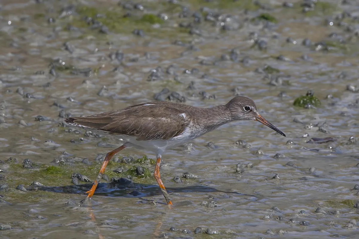 Common Redshank