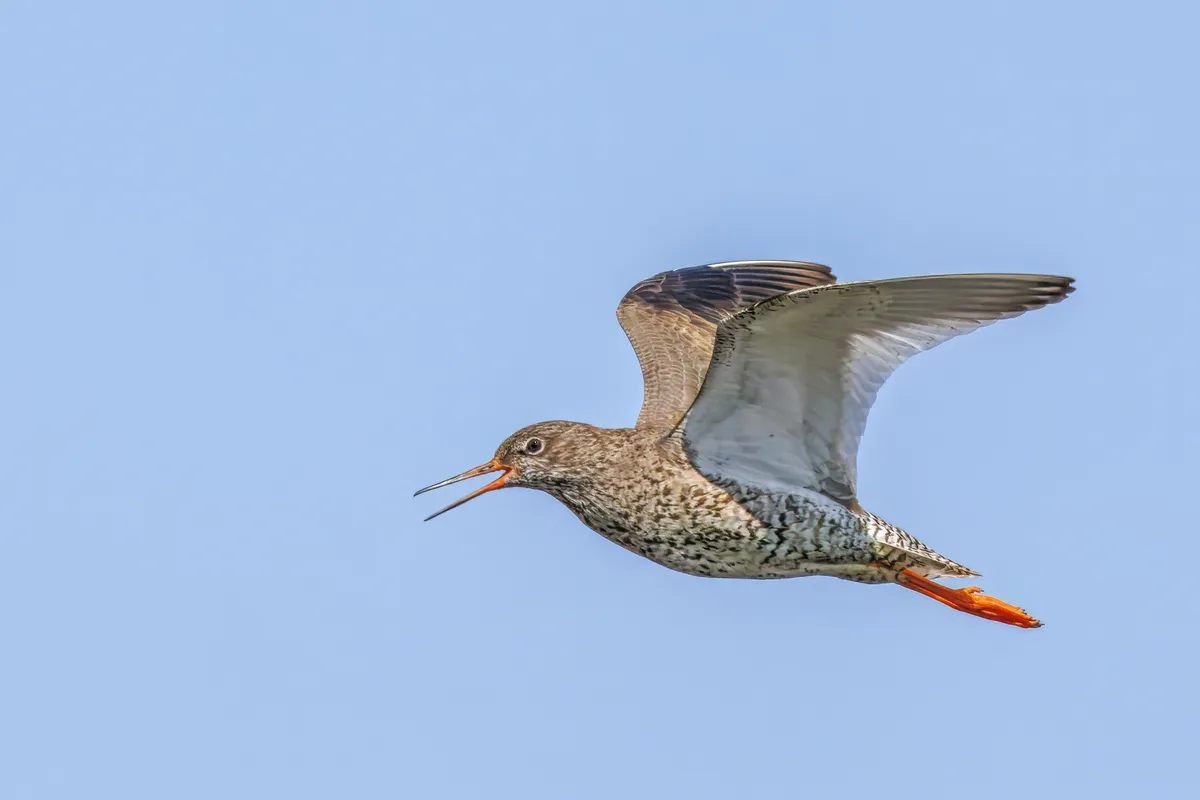 Common Redshank