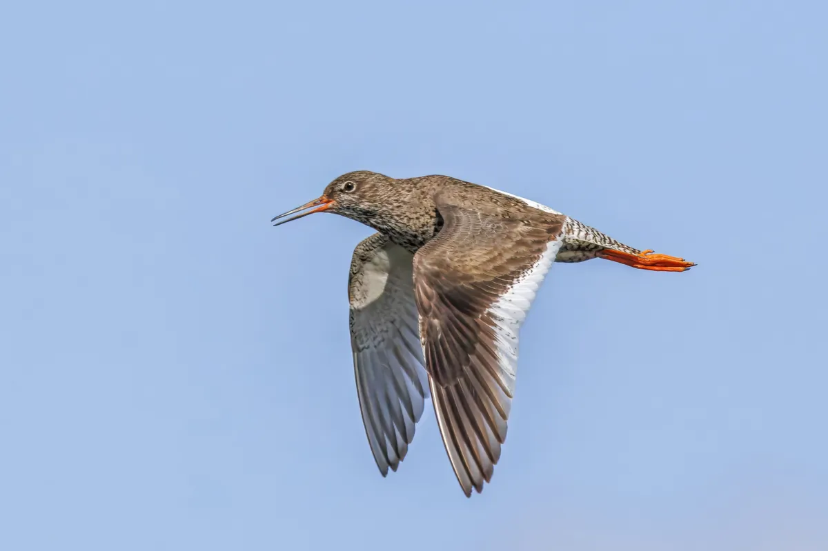 Common Redshank
