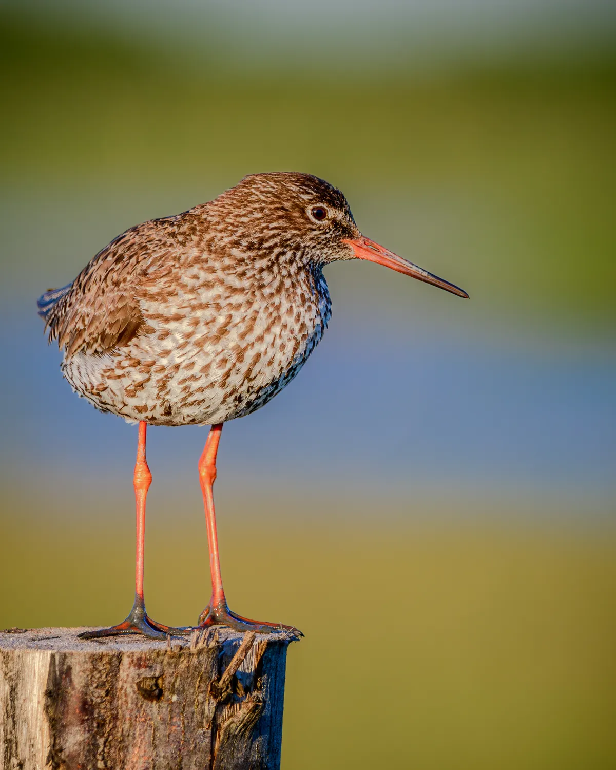 Common Redshank