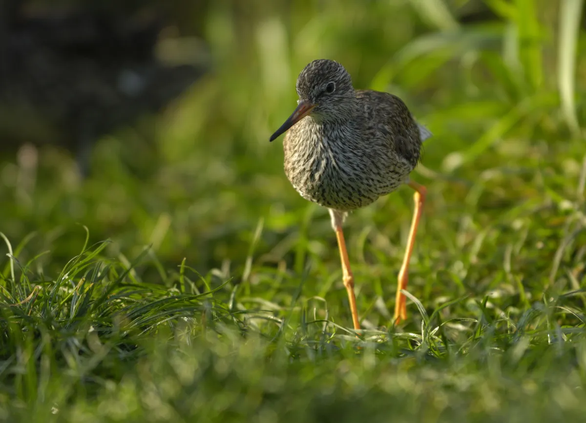 Common Redshank