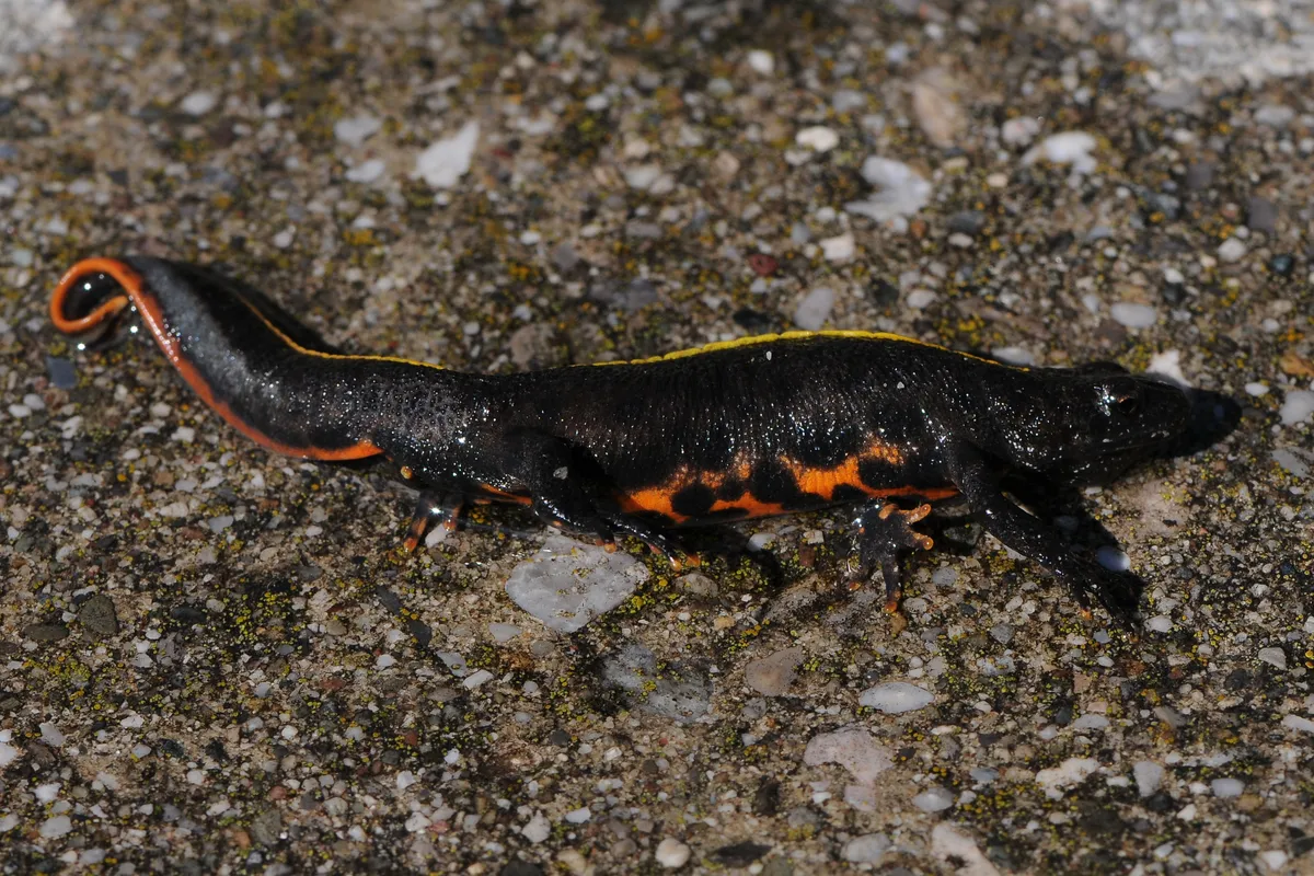 Italian Crested Newt