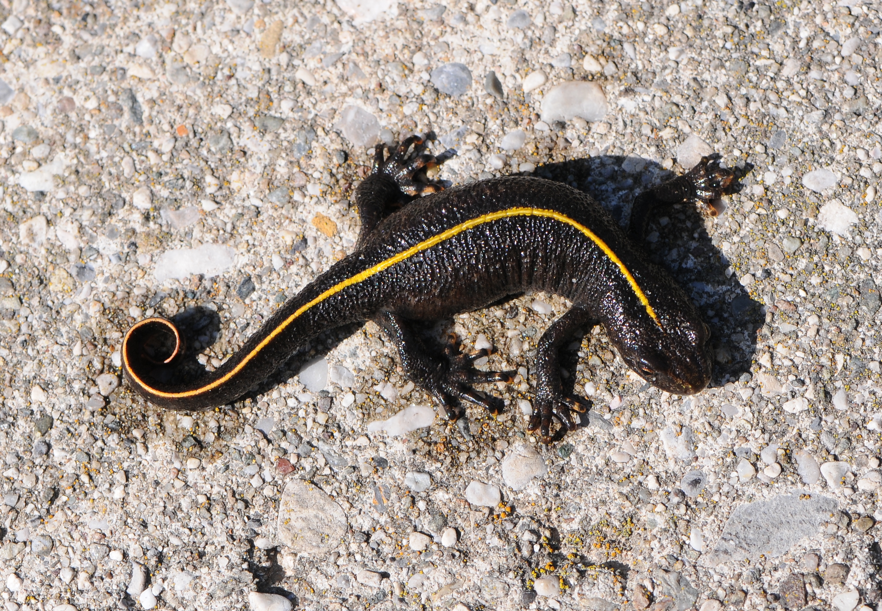 Italian Crested Newt