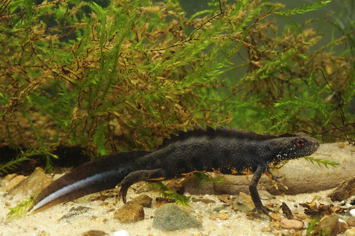 Italian Crested Newt