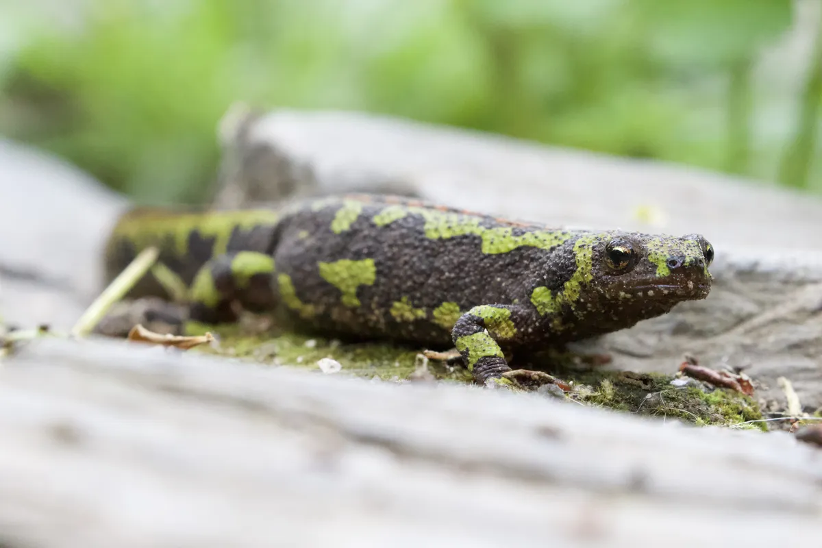 Marbled Newt