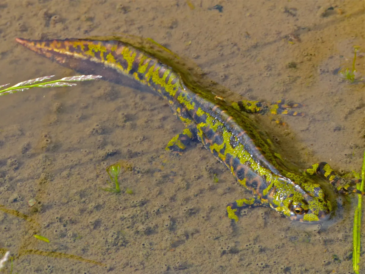 Marbled Newt