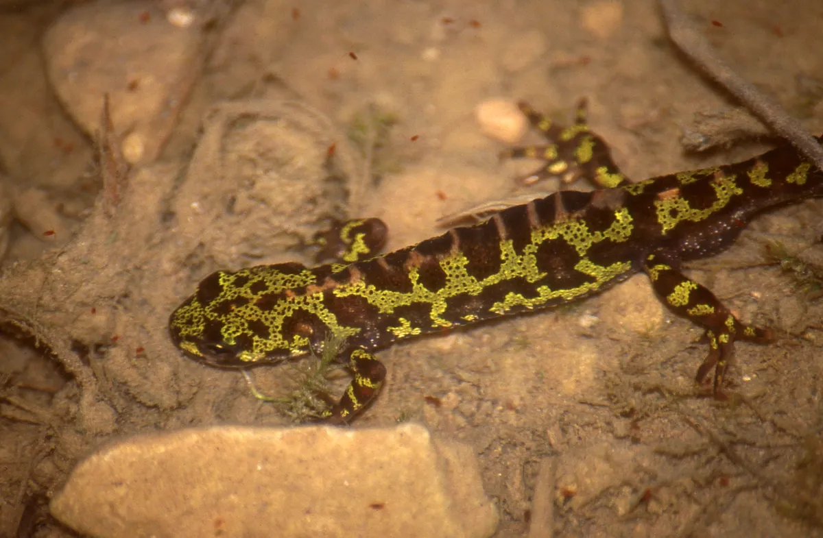 Marbled Newt