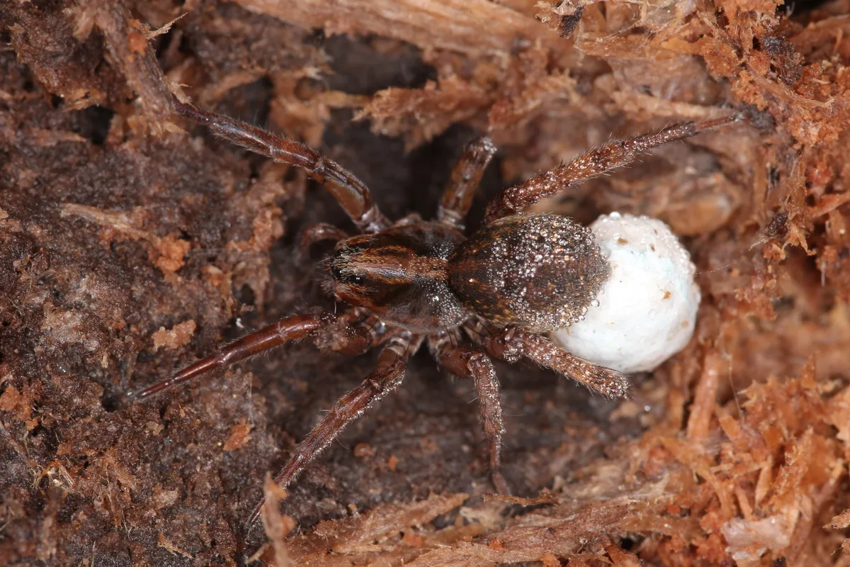 Araña Loba Terrestre