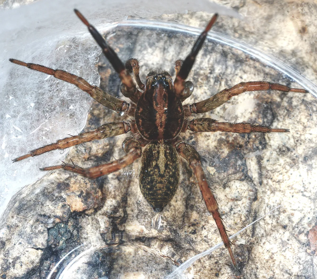 Araña Loba Terrestre