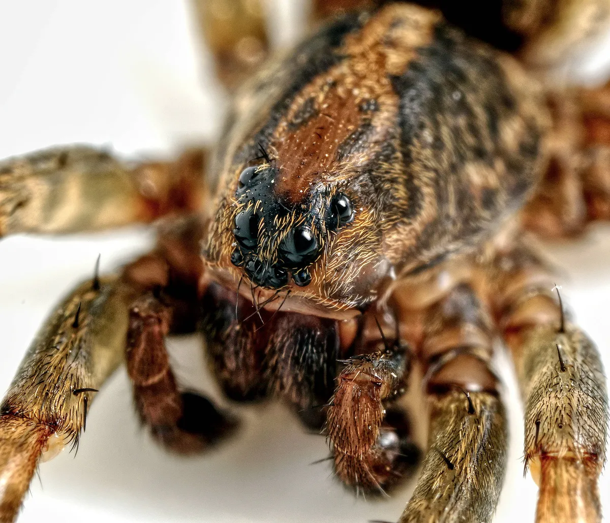 Araña Loba Terrestre
