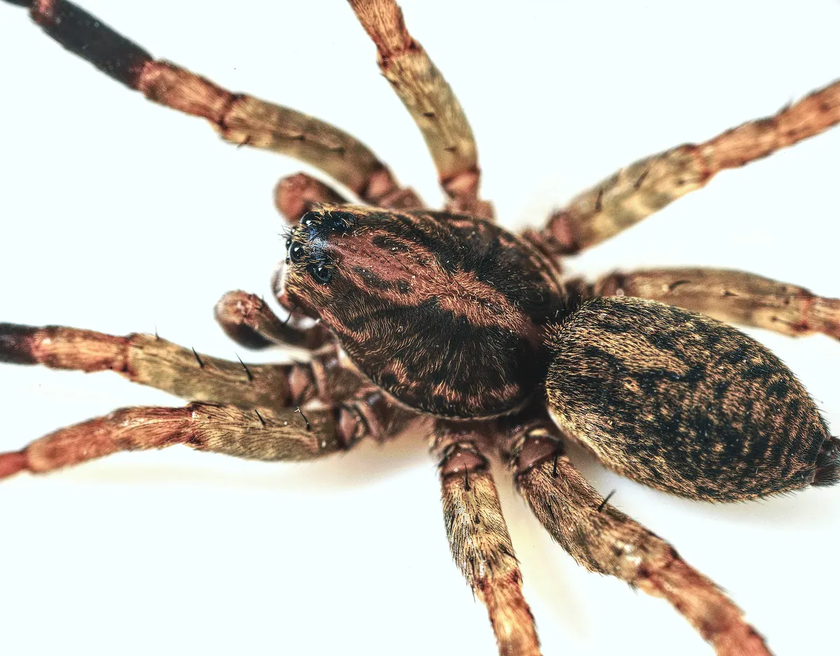 Araña Loba Terrestre