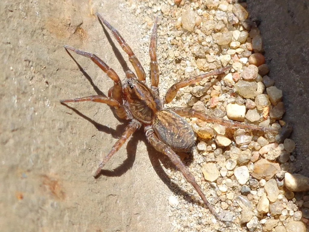 Araña Loba Terrestre