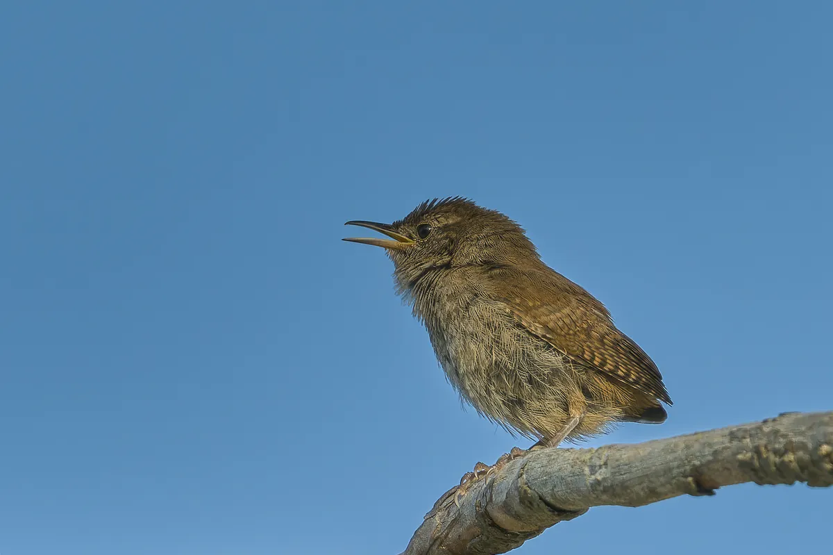 Northern House-Wren