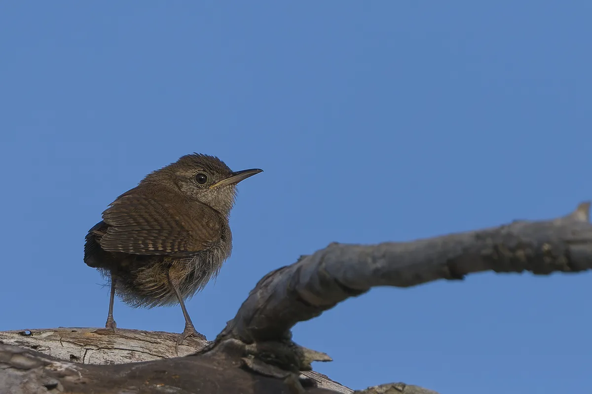 Northern House-Wren