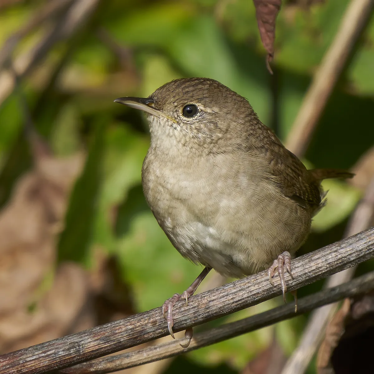 Northern House-Wren
