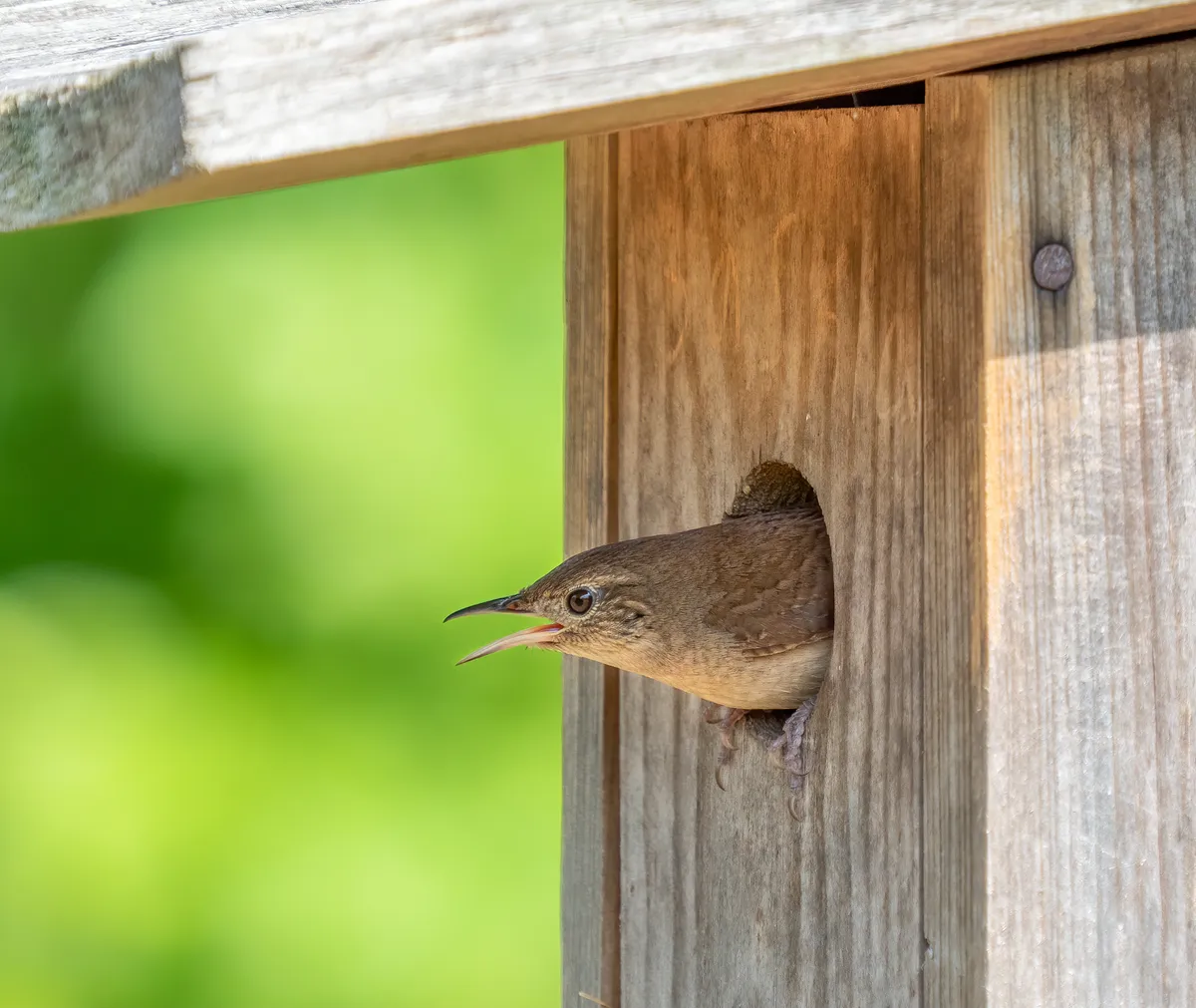Northern House-Wren