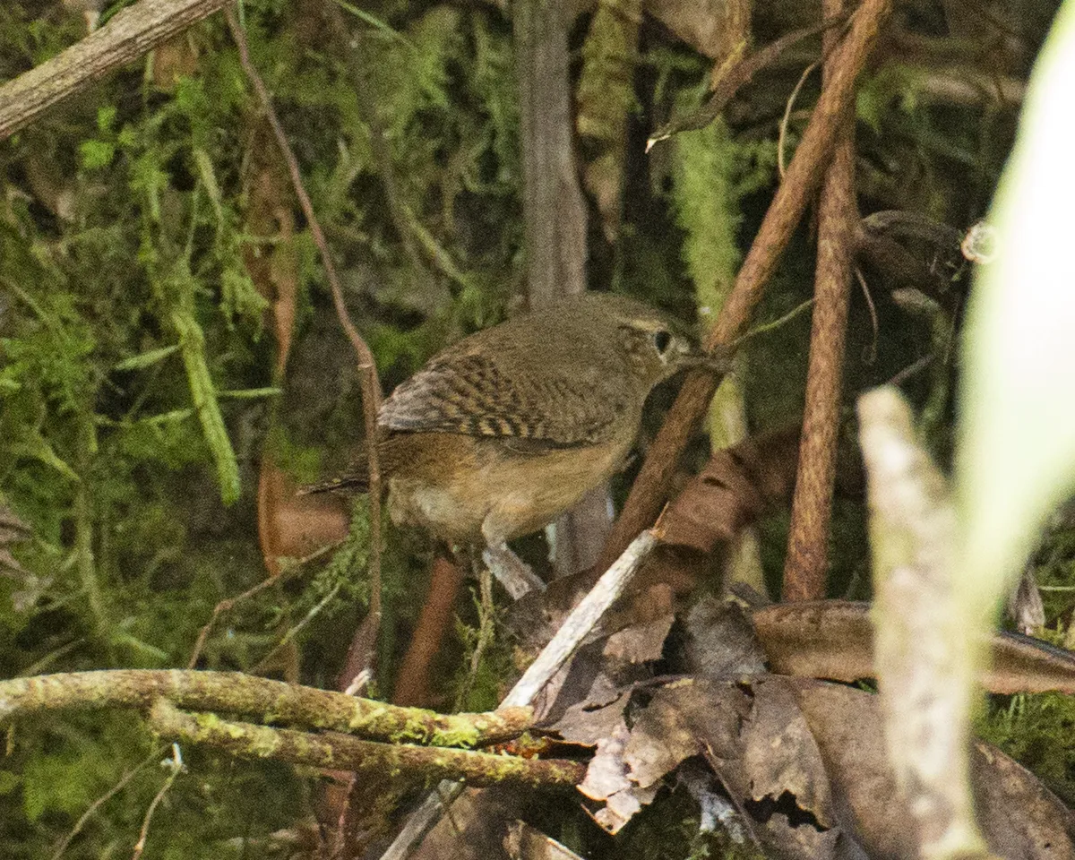 Ratón de Casa Meridional