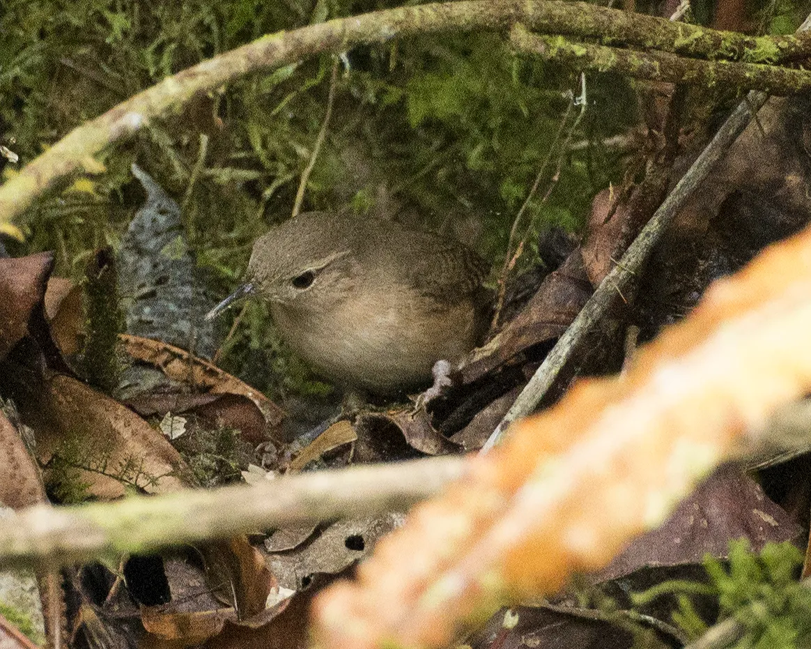 Ratón de Casa Meridional