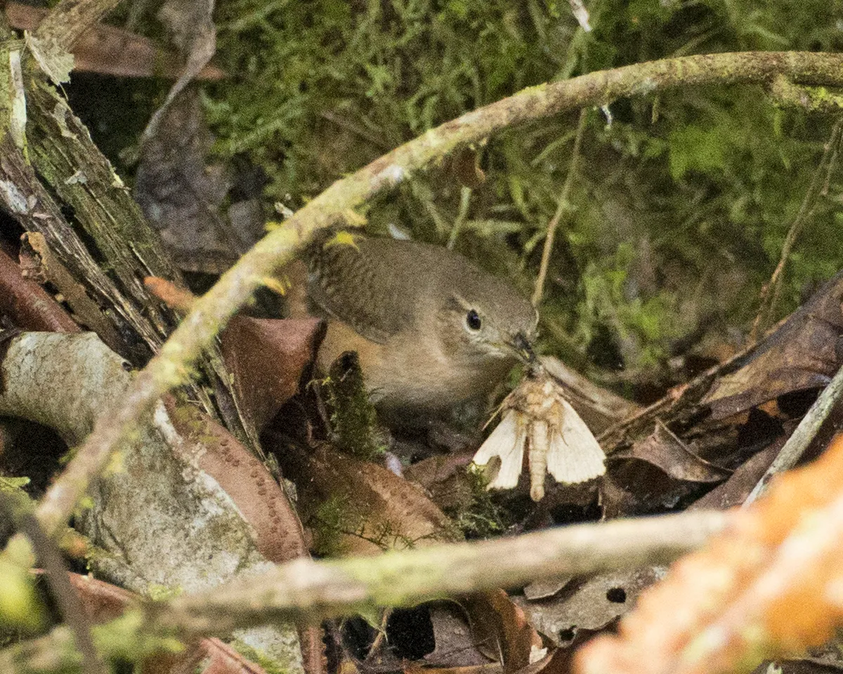 Ratón de Casa Meridional