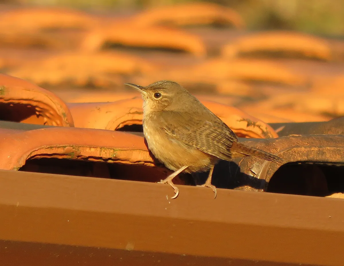 Ratón de Casa Meridional